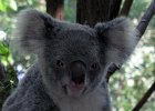 0030-102 PC200019 Koala